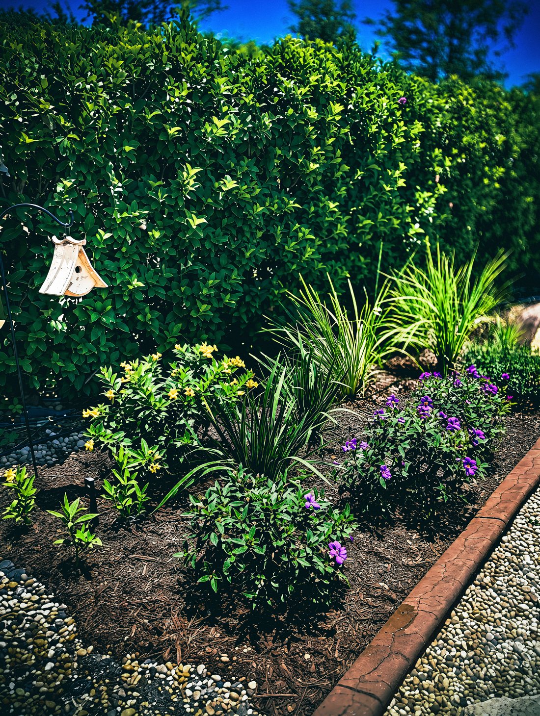 Native plantings in the TriUU Memorial Garden: yellow and purple flowers and ornamental grasses in a mulched bed against a clipped hedge.